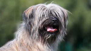 Acheter un chien Berger des pyrenées à poil long adulte ou retraité d'élevage
