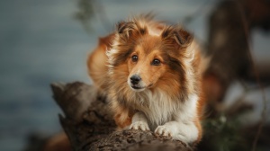 Petites annonces de vente de chien de race Chien de berger des shetland