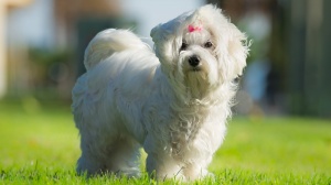Acheter un chien Maltese adulte ou retraité d'élevage