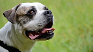 Petites annonces de vente de chien de race Bulldog americain