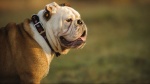Standard de race English Bulldog