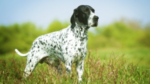 Acheter un chien Braque d'auvergne adulte ou retraité d'élevage
