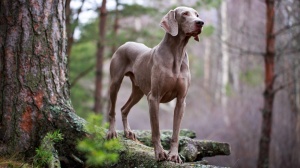 Petites annonces de vente de chien de race Braque de weimar poil court