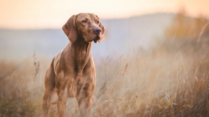 Petites annonces de vente de chien de race Braque hongrois à poil court