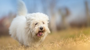 Acheter un chien Coton de tulear adulte ou retraité d'élevage