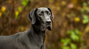 Petites annonces de vente de chien de race Dogue allemand