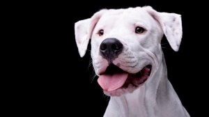 Petites annonces de vente de chien de race Dogue argentin
