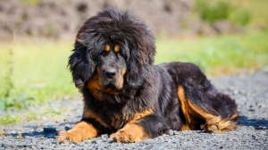 Acheter un chien Tibetan mastiff adulte ou retraité d'élevage