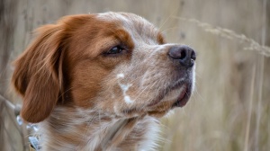 Acheter un chien Epagneul breton adulte ou retraité d'élevage