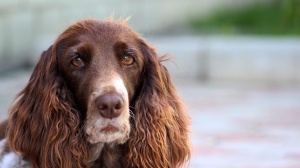 Petites annonces de vente de chien de race Epagneul français