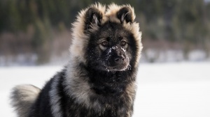 Acheter un chien Eurasier adulte ou retraité d'élevage