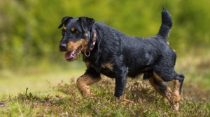 Petites annonces de vente de chiens de race Jagdterrier allemand
