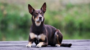 Petites annonces de vente de chien de race Australian kelpie
