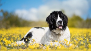 Acheter un chien Landseer (type continental européen) adulte ou retraité d'élevage