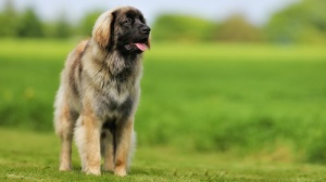 Acheter un chien Chien de leonberg adulte ou retraité d'élevage