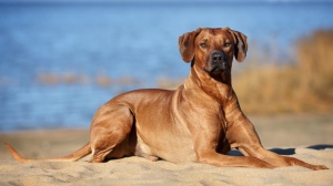 Acheter un chien Chien de rhodésie à crête dorsale adulte ou retraité d'élevage