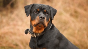 Acheter un chien Rottweiler adulte ou retraité d'élevage