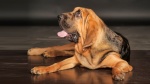 Standard de race Bloodhound