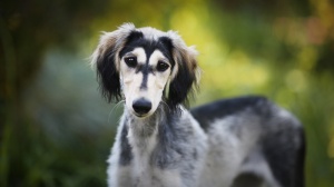 Acheter un chien Lévrier persan à poil frangé adulte ou retraité d'élevage