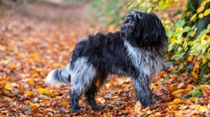 Petites annonces de vente de chien de race Schapendoes néérlandais