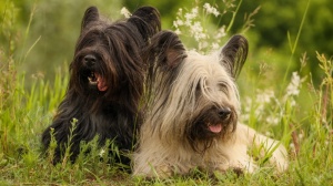 Petites annonces de vente de chien de race Skye terrier