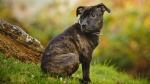 Standard de race Staffordshire Bull Terrier