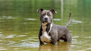 Afficher le standard de race Staffordshire Terrier Américain