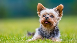 Adopter un chiot Yorkshire terrier