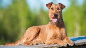 Petites annonces de vente de chiot adulte ou retraité d'élevage de race Terrier irlandais