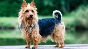 Acheter un chien Terrier australien adulte ou retraité d'élevage