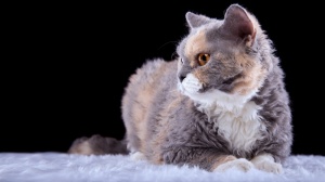 Adopter un chaton Selkirk rex poil court