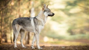 Petites annonces de vente de chien de race Chien loup tchécoslovaque