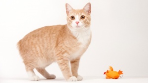 Acheter un chat Manx adulte ou retraité d'élevage
