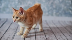 Acheter un chat American bobtail poil court adulte ou retraité d'élevage