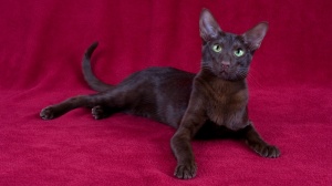 Acheter un chat Havana brown adulte ou retraité d'élevage