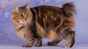 Adopter un chaton Bobtail japonais à poil long
