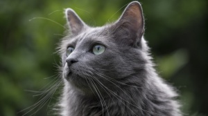 Petites annonces de vente de chaton adulte ou retraité d'élevage de race Nebelung