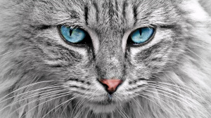 Adopter un chaton Ojos azules