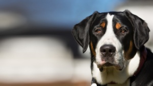 Petites annonces de vente de chien de race Grand bouvier suisse