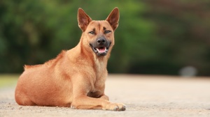 Acheter un chien Chien thaïlandais à crête dorsale adulte ou retraité d'élevage