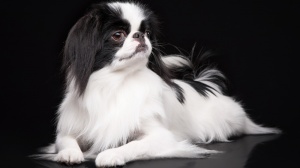 Petites annonces de vente de chien de race Epagneul japonais
