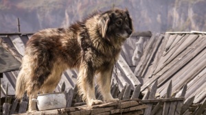 Petites annonces de vente de chien de race Chien de berger yougoslave de charplanina