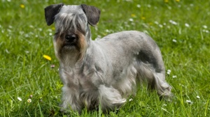 Adopter un chiot Terrier tcheque