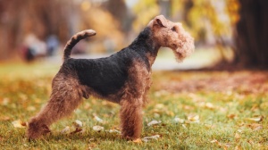 Welsh terrier : Origine, Description, Prix, Santé, Entretien, Education
