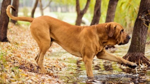 Acheter un chien Fila brasileiro adulte ou retraité d'élevage