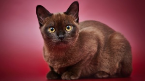Petites annonces de vente de chaton adulte ou retraité d'élevage de race Burmèse américain