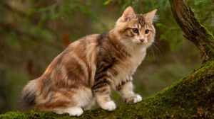Acheter un chat Kurilian bobtail poil long adulte ou retraité d'élevage