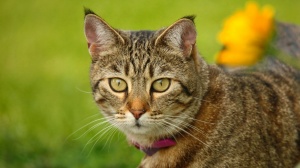 Acheter un chat Pixie bob poil court adulte ou retraité d'élevage