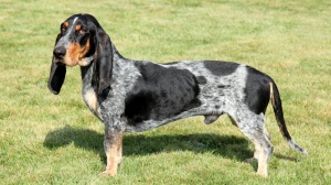 Acheter un chien Basset bleu de gascogne adulte ou retraité d'élevage