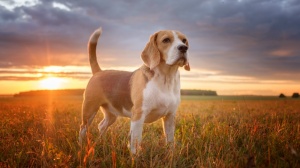 Petites annonces de vente de chien de race Beagle-harrier